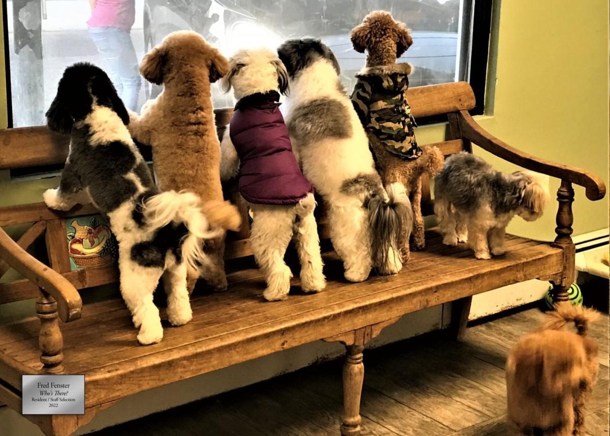 Fred Fenester "Who's There?"  Resident Selection Category