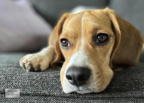 Horiz_Resident Select_Dorian Froelich