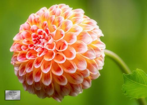 Alan Sloyer  Mother Nature Grand Prize "Nature" Category 