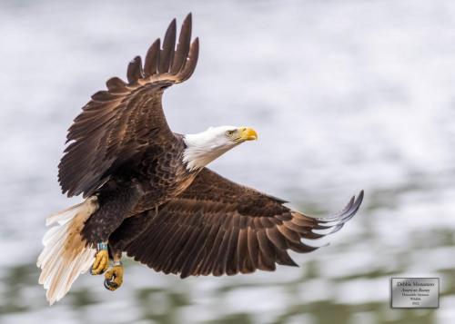 Debbie Monastero "American Beauty" Honorable Mention "Wildlife" Category