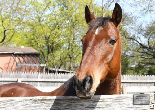 Dianne Boothe "Baxter Wants a Treat" Honorable Mention  Pets Category