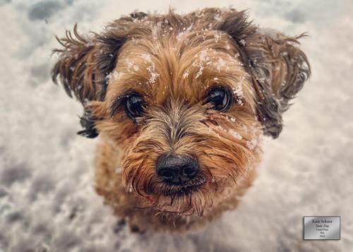 Katie Scherer "Snow Day" Grand Prize Pets Category