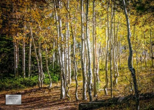 Meryl Lorenzo "Among The Aspen" Grand Prize Landscape Category
