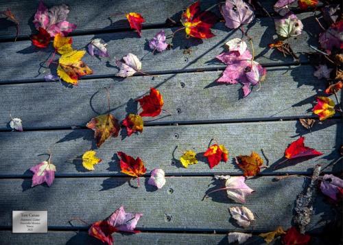 Tom Caruso_Autumn's Litter Honorable Mention _Nature Category