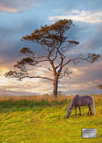 Grazing in the Meadow